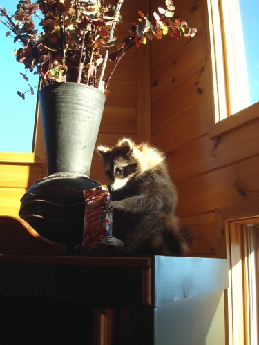 Stuffed Racoon