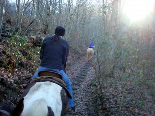 Horses Makes Steps on the Trail