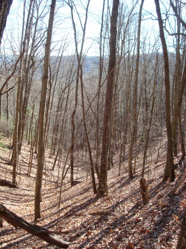 Green Mountain Slopes