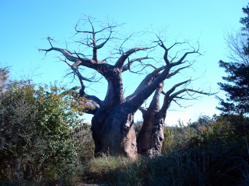 Africa's Baobob Tree