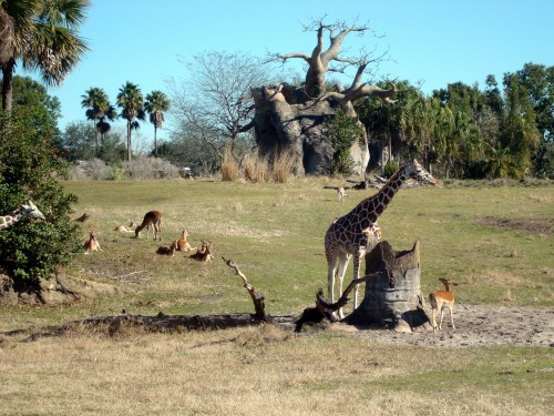 Giraffe and Mother On African Plain