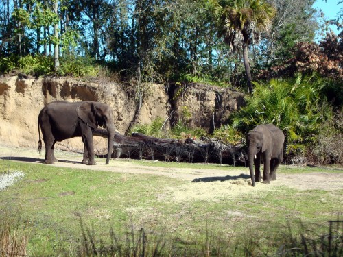 Elephant and Child